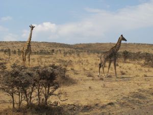 Safari_giraffes