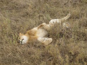 Safari_lion